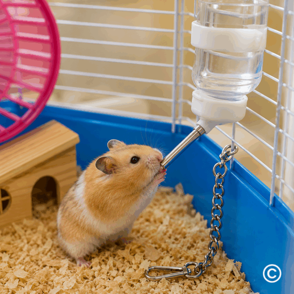 POJILICA ZA HRČKE